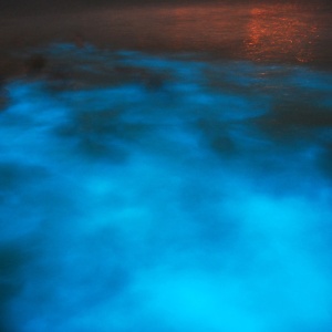 Luminous Lagoon /  Glistening Waters Night Experience
